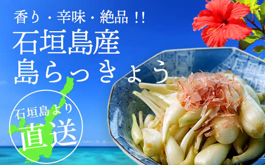 石垣島産 島らっきょう4000g 《2025年3月上旬～順次発送予定》｜沖縄 石垣 野菜 らっきょう 島らっきょう 4kg 産地直送 SI-103