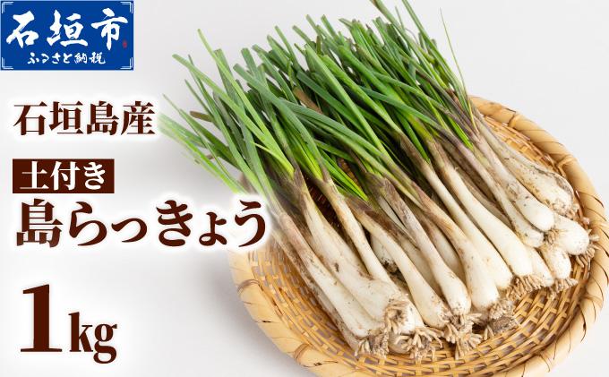 石垣島産 土付き 島らっきょう 1kg (石垣市島らっきょうの会 協同出荷) | 沖縄県 石垣市  沖縄県産 らっきょう 土付き 新鮮 鮮度 沖縄グルメ お取り寄せ おつまみ