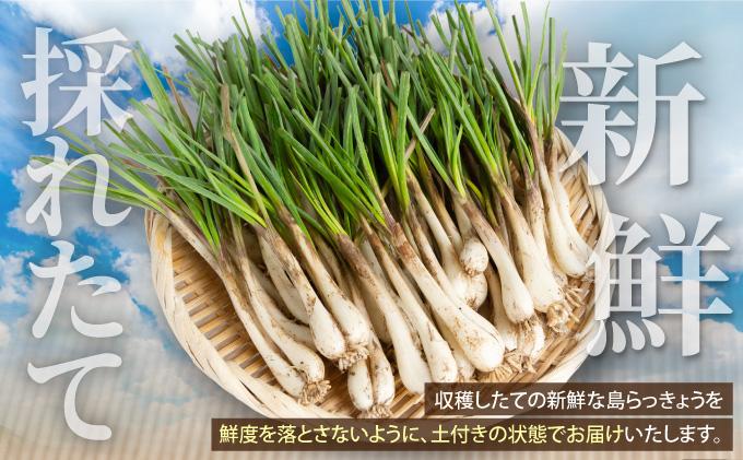 石垣島産 土付き 島らっきょう 1kg (石垣市島らっきょうの会 協同出荷) | 沖縄県 石垣市  沖縄県産 らっきょう 土付き 新鮮 鮮度 沖縄グルメ お取り寄せ おつまみ