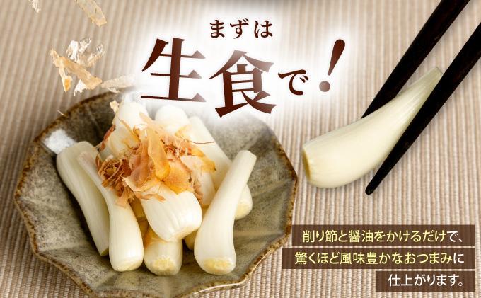 石垣島産 土付き 島らっきょう 1kg (石垣市島らっきょうの会 協同出荷) | 沖縄県 石垣市  沖縄県産 らっきょう 土付き 新鮮 鮮度 沖縄グルメ お取り寄せ おつまみ