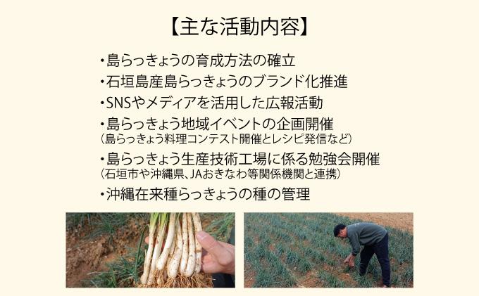 石垣島産 土付き 島らっきょう 1kg (石垣市島らっきょうの会 協同出荷) | 沖縄県 石垣市  沖縄県産 らっきょう 土付き 新鮮 鮮度 沖縄グルメ お取り寄せ おつまみ