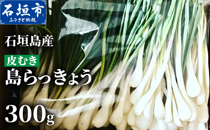 石垣島産 皮むき島らっきょう(下処理済み) 300g（石垣市島らっきょうの会 協同出荷） | 沖縄県 石垣市  沖縄県産 らっきょう 土付き 新鮮 鮮度 沖縄グルメ お取り寄せ おつまみ