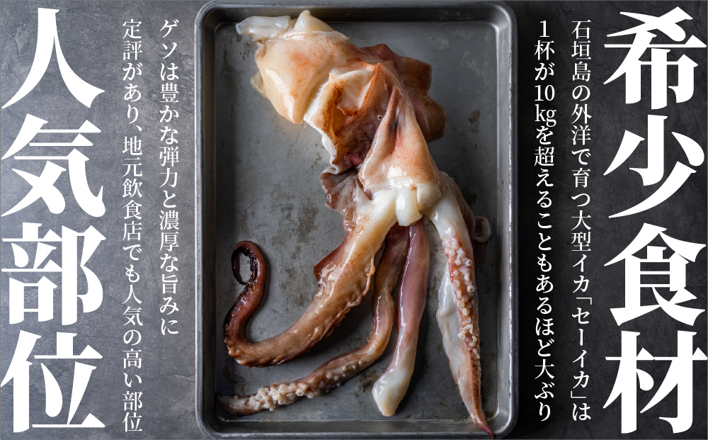 ＜訳あり＞ 石垣島産 セーイカの極上げそ 300g×3パック 加熱用 ※3～5月出荷不可※ | イカ セーイカ ソデイカ げそ ゲソ イカゲソ いかげそ 逸品 沖縄県 石垣島 訳あり
