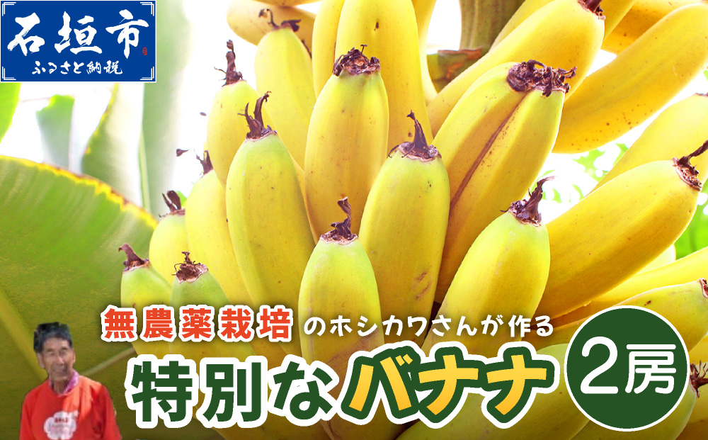希少！無農薬栽培の千川さんが作る特別なバナナ2房【沖縄県 石垣島 石垣島産 バナナ ばなな 農薬不使用 化学肥料不使用 無農薬 東大 干川】OI-017