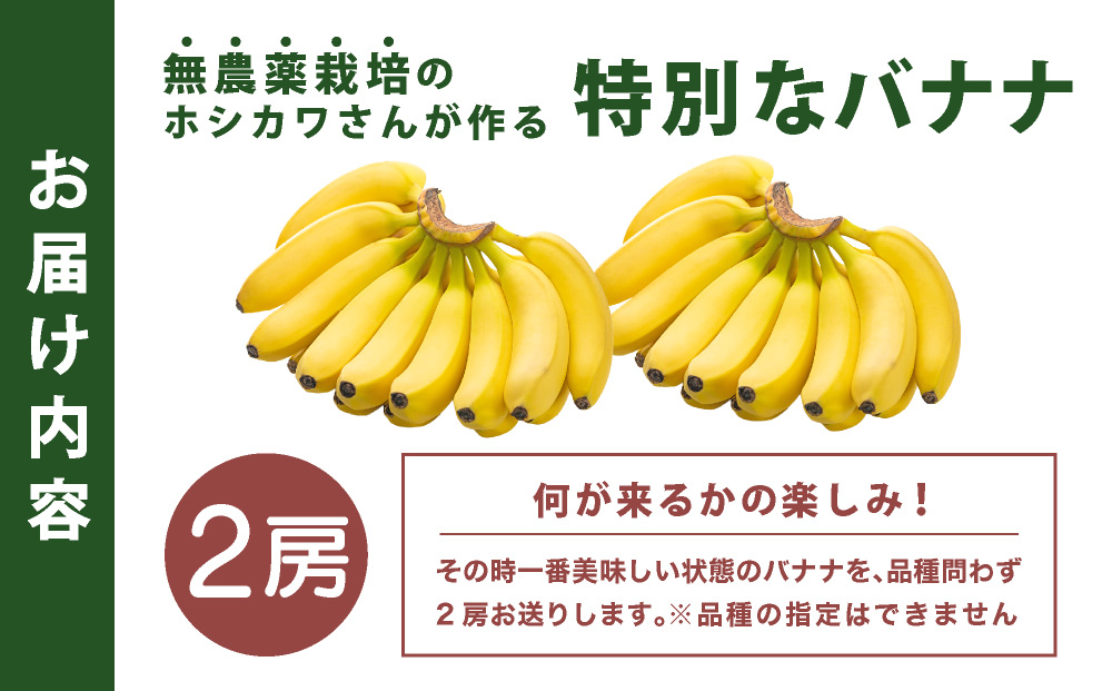希少！無農薬栽培の千川さんが作る特別なバナナ2房【沖縄県 石垣島 石垣島産 バナナ ばなな 農薬不使用 化学肥料不使用 無農薬 東大 干川】OI-017