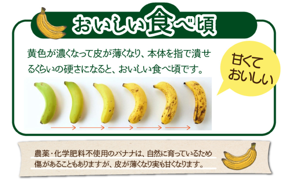 希少！無農薬栽培の千川さんが作る特別なバナナ2房【沖縄県 石垣島 石垣島産 バナナ ばなな 農薬不使用 化学肥料不使用 無農薬 東大 干川】OI-017