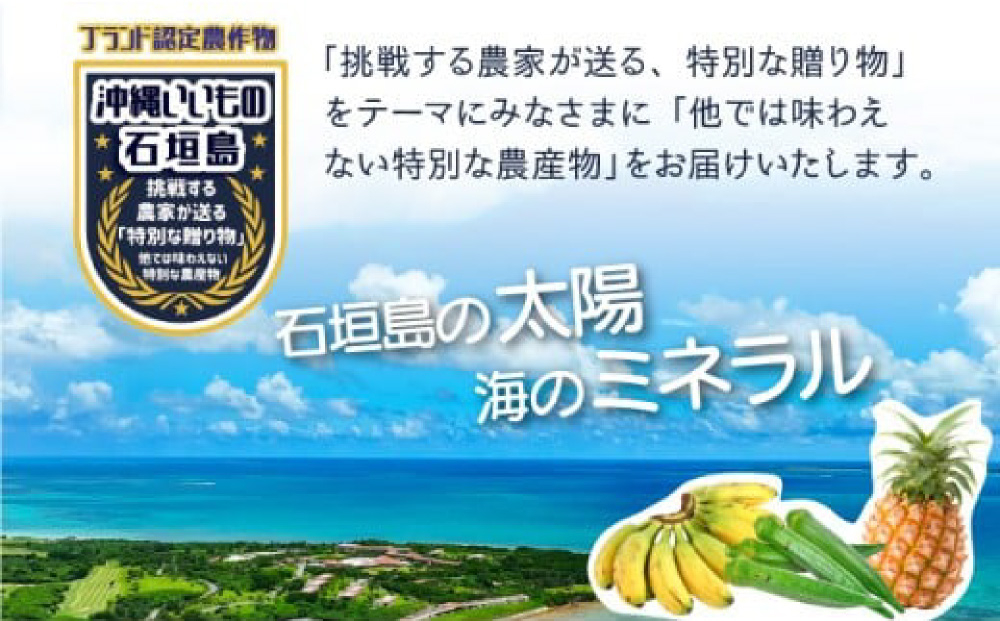 希少！無農薬栽培の千川さんが作る特別なバナナ2房【沖縄県 石垣島 石垣島産 バナナ ばなな 農薬不使用 化学肥料不使用 無農薬 東大 干川】OI-017