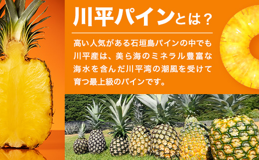 【予約受付】ポコットパイン1ｋｇ（1～2玉）お勧め♪川平パイン《2025年5月～7月頃順次発送》KN-3