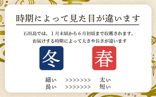 石垣島産 島らっきょう4000g 《2025年3月上旬～順次発送予定》｜沖縄 石垣 野菜 らっきょう 島らっきょう 4kg 産地直送 SI-103