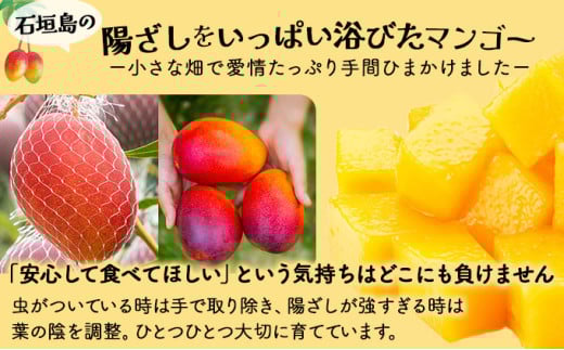 ＜わんのマンゴー＞石垣島産マンゴー アーウィン種 合計1kg ＜2026年4月以降発送＞｜産地直送 沖縄 石垣島 マンゴー  アーウィン マンゴー フルーツ 沖縄 NA-03