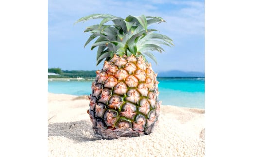 ＜先行予約＞石垣島産 中玉ピーチパイン 4玉 約3.2kg ＜2026年5月以降発送＞【 沖縄県石垣市 石垣島 フルーツ 果物 パイン 産地直送 】SI-118