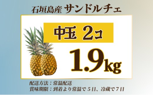 【先行予約】石垣島産 中玉サンドルチェ２玉 合計約1.9kg 《2026年7月中旬以降発送》【 沖縄 石垣 フルーツ パイナップル パイン サンドルチェ 産地直送 】SI-106