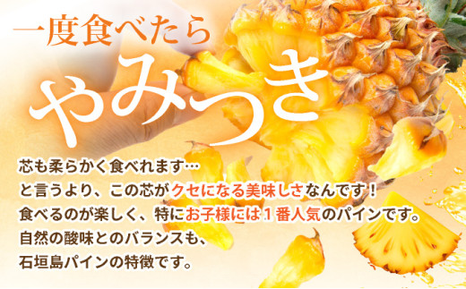 【先行予約】石垣島産 中玉スナックパイン（ボゴール）6玉 約6kg 《2026年5月以降発送》SI-112