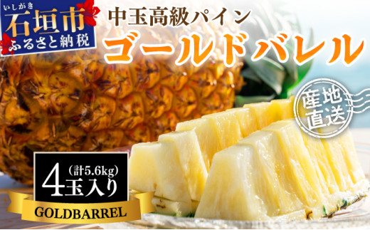 ＜先行予約＞ 石垣島産 中玉ゴールドバレル４玉 約5.6kg ＜2026年7月以降発送＞ | 産地直送 沖縄 石垣 フルーツ パイナップル パイン ゴールドバレルパイン SI-115