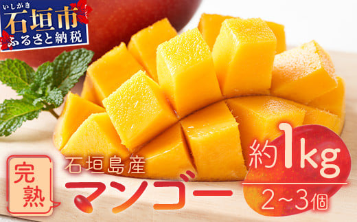 石垣島産　完熟マンゴー 1kg (アーウィン種) 《2025年6月中旬から7月下旬順次発送》｜ ふるさと納税 マンゴー フルーツ 沖縄県 石垣市