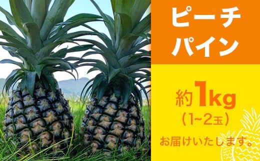 【先行予約】ピーチパイン1ｋｇ（1～2玉）お勧め♪川平パイン《2026年5月～11月頃順次発送》KN-4