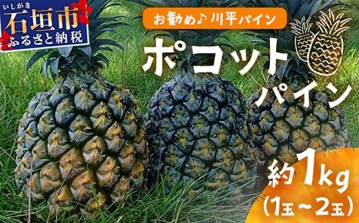 【先行予約】ポコットパイン1ｋｇ（1～2玉）お勧め♪川平パイン《2026年5月～10月頃順次発送》KN-3