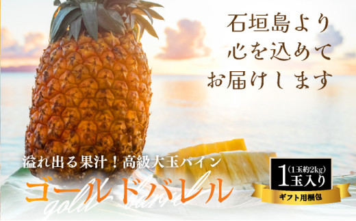 ＜先行予約＞ 石垣島産 ゴールドバレル１玉 約2.0kg ギフト用梱包 ＜2026年7月以降発送＞ | ギフト 贈り物 産地直送 沖縄 石垣 フルーツ パイナップル パイン ゴールドバレルパイン SI-127