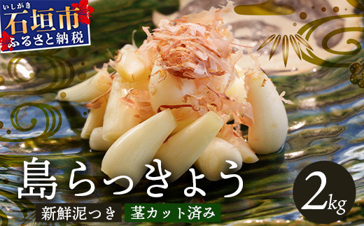 石垣島産 島らっきょう 2000g ＜2026年4月発送予定＞ | 沖縄 石垣 野菜 らっきょう 島らっきょう 2kg 産地直送 SI-102