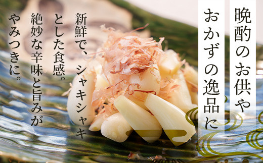 石垣島産 島らっきょう 1000g ＜2026年4月発送予定＞ | 沖縄 石垣 野菜 らっきょう 島らっきょう 1kg 産地直送 SI-101