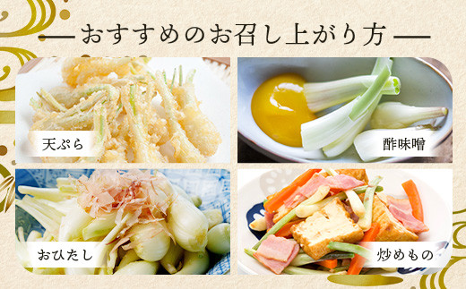 石垣島産 島らっきょう 1000g ＜2026年4月発送予定＞ | 沖縄 石垣 野菜 らっきょう 島らっきょう 1kg 産地直送 SI-101