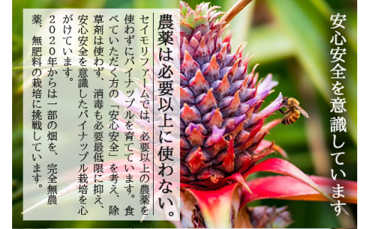 ＜先行予約＞ 農家直送！石垣島産 スナックパイン 3玉入 約1.8kg (1.6～2.0kg) ＜2026年5月中旬から発送＞ | 沖縄県 石垣島 石垣市 スナックパイン ポコットパイン ボゴールパイン パインアップル 農家 直送