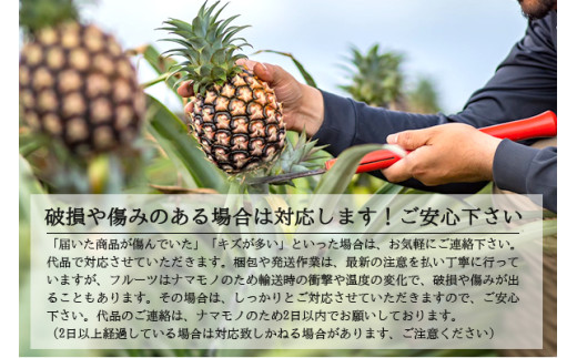 ＜先行予約＞ 農家直送！石垣島産 スナックパイン 3玉入 約1.8kg (1.6～2.0kg) ＜2026年5月中旬から発送＞ | 沖縄県 石垣島 石垣市 スナックパイン ポコットパイン ボゴールパイン パインアップル 農家 直送