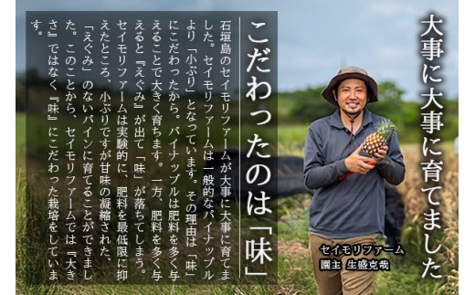 ＜先行予約＞ 農家直送！石垣島産 スナックパイン 3玉入 約1.8kg (1.6～2.0kg) ＜2026年5月中旬から発送＞ | 沖縄県 石垣島 石垣市 スナックパイン ポコットパイン ボゴールパイン パインアップル 農家 直送