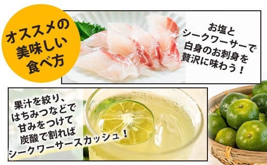 【先行予約】≪2026年8月以降順次発送≫こだわりの青切りシークワーサー 1.3kg 約40～60個 【 産地直送 沖縄 石垣島 石垣 八重山 シークワーサー 柑橘 フルーツ くだもの 果物 】TF-041