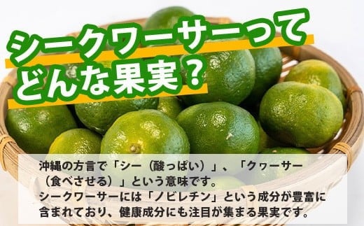 【先行予約】≪2026年8月以降順次発送≫こだわりの青切りシークワーサー 1.3kg 約40～60個 【 産地直送 沖縄 石垣島 石垣 八重山 シークワーサー 柑橘 フルーツ くだもの 果物 】TF-041