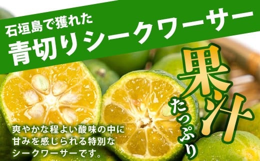 【先行予約】≪2026年8月以降順次発送≫こだわりの青切りシークワーサー 1.3kg 約40～60個 【 産地直送 沖縄 石垣島 石垣 八重山 シークワーサー 柑橘 フルーツ くだもの 果物 】TF-041