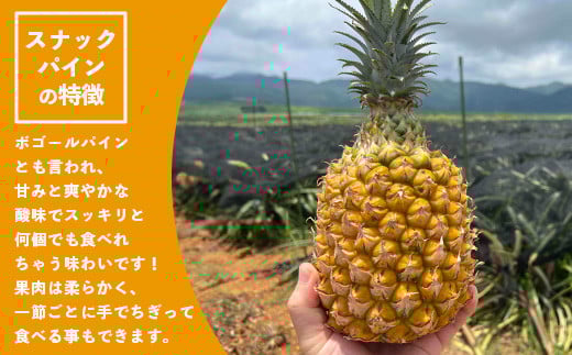 《2026年4月～6月順次発送》【先行予約】最高糖度20度以上！？ 完熟の極 石垣島産ピーチパインとスナックパインの食べ比べセット【 沖縄 石垣 ピーチ スナック パイン パイナップル 完熟 セット フルーツ デザート 食べ比べ 】TF-33_R8