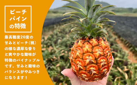 《2026年4月～6月順次発送》【先行予約】最高糖度20度以上！？ 完熟の極 石垣島産ピーチパインとスナックパインの食べ比べセット【 沖縄 石垣 ピーチ スナック パイン パイナップル 完熟 セット フルーツ デザート 食べ比べ 】TF-33_R8