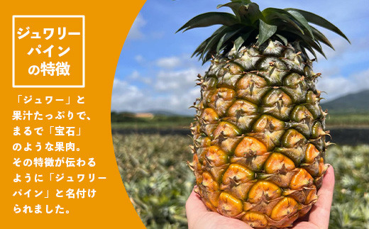 《2026年5月～7月順次発送》【先行予約】最高糖度20度以上！？ 完熟の極 石垣島産ピーチパインとジュワリーパインの食べ比べセット【 沖縄 石垣 ジュワリー ピーチ パイン パイナップル 完熟 セット フルーツ デザート 食べ比べ 】 TF-32_R8