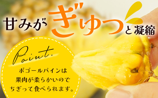 【先行予約】《2026年4月下旬頃より順次発送》石垣島産 ボゴールパイン 3～4玉セット 約3㎏【産地直送 石垣島産 石垣 完熟 パイン パイナップル スナックパイン ボゴール 】TD-3