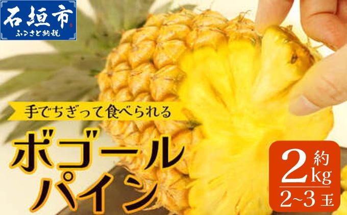 《2026年4月下旬頃より順次発送》＜先行予約＞ 石垣島産 ボゴールパイン 2〜3玉 約2kg | 産地直送 石垣島産 石垣 完熟 パイン パイナップル スナックパイン ボゴール