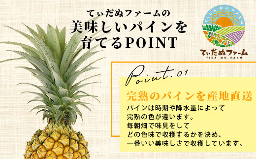 ïŒæééå® æ¥ãã§ã¢ïŒã2026幎4æäžæ¬é ããé æ¬¡çºéãïŒå
è¡äºçŽïŒ ç³å£å³¶ç£ ããŽãŒã«ãã€ã³ 3ã4ç çŽ2kgä»¥äž | ç£å°çŽé ç³å£å³¶ç£ ç³å£ å®ç ãã€ã³ ãã€ãããã« ã¹ããã¯ãã€ã³ ããŽãŒã«