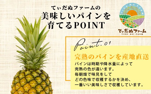 【先行予約】《2026年7月上旬頃より順次発送》石垣島産 ハワイ種パイン 2～3玉セット 約3㎏【 産地直送 石垣島産 石垣 完熟 パイン パイナップル 】TD-6