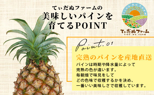 【先行予約】《2026年5月下旬頃より順次発送》石垣島産 ピーチパイン 3～4玉セット 約3㎏【 産地直送 石垣島産 石垣 完熟 パイン パイナップル 】TD-5