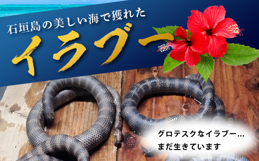 石垣島産「イラブー(海ヘビ)」粉末 120粒入り×２袋　健康補助食品・約２ヶ月分【 海へび 海蛇 栄養補助食品 サプリメント サプリ 錠 粒 アミノ酸 ミネラル ビタミン 】SI-73