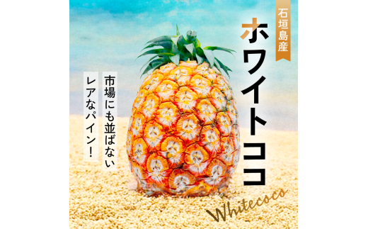 ＜先行予約＞ ホワイトココ パイン 2～3玉 計2～3kg ＜6月中旬より順次発送＞【 産地直送 沖縄 石垣 フルーツ パイナップル パイン ホワイトココ 】 SI-50