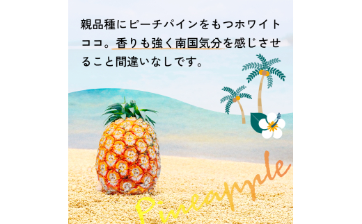 ＜先行予約＞ ホワイトココ パイン 2～3玉 計2～3kg ＜6月中旬より順次発送＞【 産地直送 沖縄 石垣 フルーツ パイナップル パイン ホワイトココ 】 SI-50