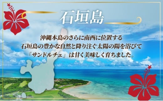 【先行予約】サンドルチェ大玉2～3個 計2.4kg 《2026年7月中旬以降発送》【 産地直送 沖縄 石垣 フルーツ パイナップル パイン サンドルチェ 】SI-41