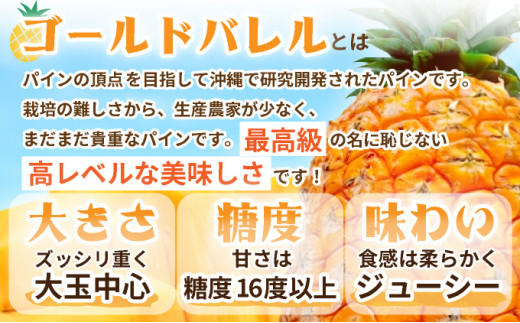 ＜先行予約＞ 石垣島産 ゴールドバレルパイン 大玉２個入り 約3.4kg ＜2026年7月以降発送＞ | 産地直送 沖縄 石垣 フルーツ パイナップル パイン ゴールドバレルパイン SI-39