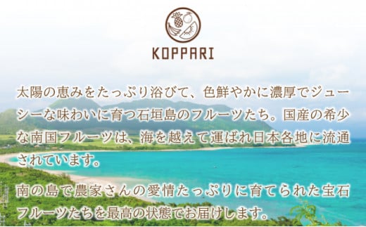 縲2026蟷エ6譛域忰縺九i鬆谺。逋コ騾√2Lス3L 繝槭Φ繧エ繝シ3ス6邇会シ育エ2kgシ 縲 逕」蝨ー逶エ騾 譌ャ 繝輔Ν繝シ繝 譁ー魄ョ 螳檎 繝槭Φ繧エ繝シ 遏ウ蝙」 豐也ク 縲銭P-25