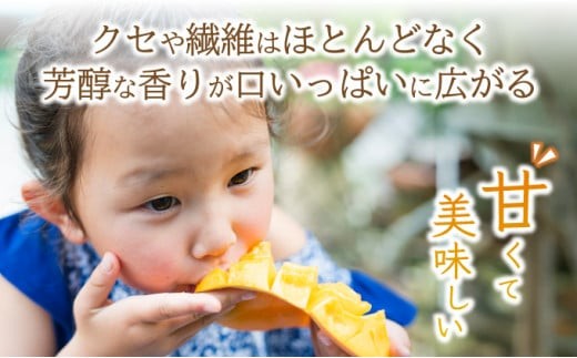 ＜先行予約＞【訳あり】マンゴー サイズ不揃い 3～5玉 (約1.5kg) ＜2026年7月上旬から発送＞ 訳あり品 マンゴー KP-27