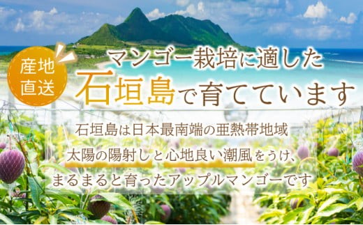 ＜先行予約＞【訳あり】マンゴー サイズ不揃い 3～5玉 (約1.5kg) ＜2026年7月上旬から発送＞ 訳あり品 マンゴー KP-27
