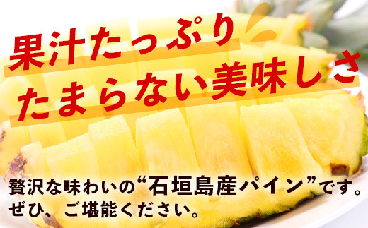 【先行予約】《2026年6月上旬頃より順次発送》石垣島産 ハワイ種 パイン (6玉 約6㎏) 【 産地直送 沖縄 石垣 パイナップル フルーツ 】石垣さんちの石垣トロピカルファーム TP-6