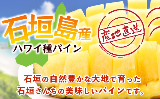 【先行予約】《2026年6月上旬頃より順次発送》石垣島産 ハワイ種 パイン (3玉 約3㎏) 【 産地直送 沖縄 石垣 パイナップル フルーツ 】石垣さんちの石垣トロピカルファーム TP-4