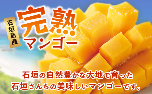 【先行予約】《2026年7月以降より順次発送》石垣島産 マンゴー  (アーウィン種) 約1kg(2～3玉) 《樹齢30年の木で育ったマンゴー》【 産地直送 沖縄 石垣島 マンゴー  アーウィン マンゴー フルーツ 】TP-1